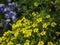 Yellow lemon marigolds shrub blooming