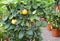 yellow lemons and green leaves of the citrus plants