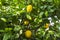 Yellow lemons hang on green tree