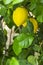 Yellow lemons hang on green tree