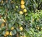 yellow lemons on the lush plants with green leaves