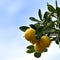 Yellow lemons with raindrops with blue sky in the background