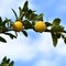 Yellow lemons with raindrops with blue sky in the background