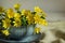 A Yellow Lesser Celandine Flower in Tea Cup