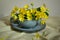 Yellow Lesser Celandine Flower in Tea Cup