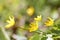 Yellow lesser celandine flowers