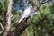 Yellow lesser sulphur crested cockatoo on a tree branch