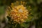 Yellow Leucospermum catherinae, Catherine wheel protea