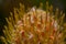 Yellow Leucospermum catherinae, Catherine wheel protea