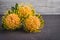 Yellow leucospermum cordifolium flower pincushion protea