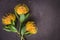 Yellow leucospermum cordifolium flower & x28;pincushion protea& x29;