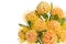 Yellow leucospermum cordifolium flower pincushion protea