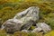 Yellow lichen on boulder in high alpine nature