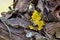 Yellow Lichen Grape Vine Wood Abstract 03