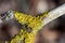 Yellow lichen growing on a tree branch