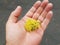 Yellow lichen in palm of hand with gold ring