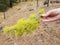 Yellow lichen in palm of hand and pine needles on the ground