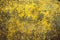 Yellow lichen on the stone. Yellow mold on a gray old rock. Natural background texture. Texture of a stone wall covered with