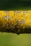 Yellow Lichen on tree branch