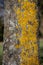 Yellow lichen on tree trunk