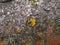 Yellow lichen vegetation on ash tree bark closeup