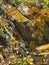 Yellow lichen and wild flowers on rocks in Collioure, France