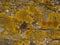 Yellow Lichen, Xanthoria parietina