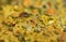 Yellow Lichen - Xanthoria parietina - Macro photography