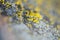 Yellow lichens on metal surface macro background fine art in high quality prints products fifty megapixels