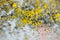 Yellow lichens on metal surface macro background fine art in high quality prints products fifty megapixels