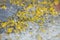 Yellow lichens on metal surface macro background fine art in high quality prints products fifty megapixels