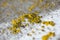 Yellow lichens on metal surface macro background fine art in high quality prints products fifty megapixels