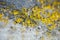 Yellow lichens on metal surface macro background fine art in high quality prints products fifty megapixels