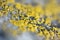 Yellow lichens on metal surface macro background fine art in high quality prints products fifty megapixels
