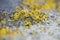 Yellow lichens on metal surface macro background fine art in high quality prints products fifty megapixels