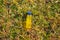 Yellow lighter resting on grass. Smoking and health concept.