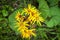 Yellow Ligularia flowers in the garden, selective focus