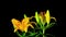 Yellow lilies bloom, time-lapse