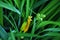 Yellow lilies buds in bright emerald green leaves, close up macro, natural organic background