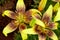 Yellow lilies flowers in a garden bed. Asiatic lilies with dark freckles.