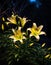 Yellow lilies that glow at night The background is a black night.