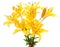 Yellow lilies, isolated.