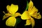 Yellow lilies isolated on a black background.