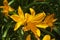 Yellow lilies with orange shadows on a background of green grass, close-up