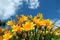 Yellow lilies under blue sky