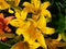 Yellow lilium