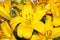 Yellow Lilium candidum