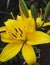 yellow lilium flower plant full bloom  closeup