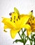 Yellow lilium flowers on white wall background