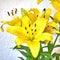 Yellow lilium flowers on white wall background